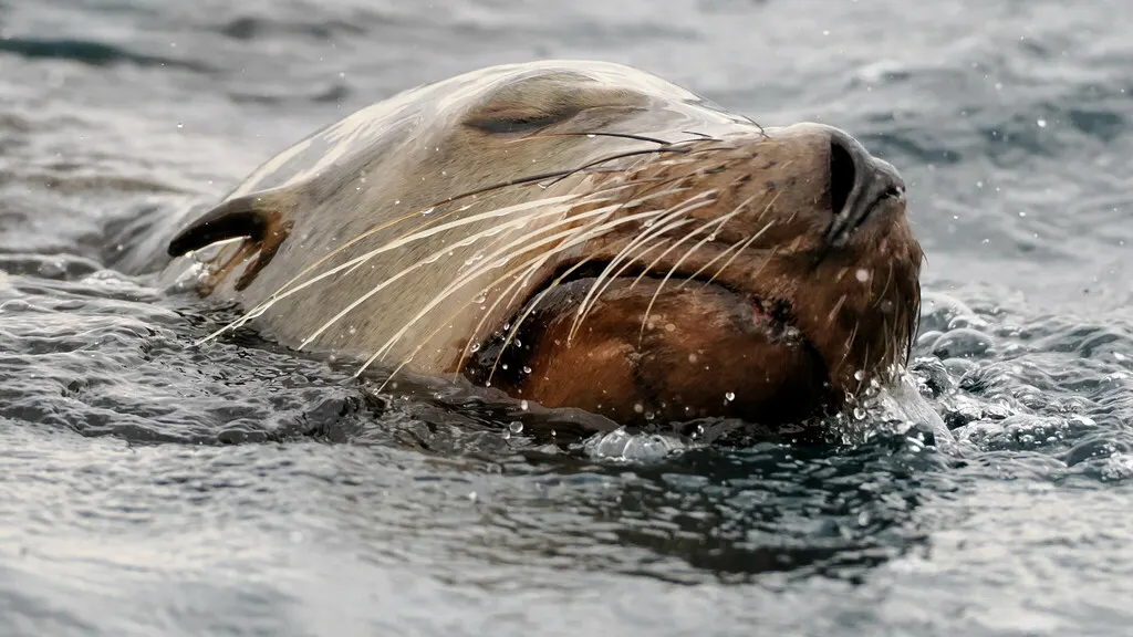 Lobo marino de California, foto 5 (La Paz, MX-BS)
