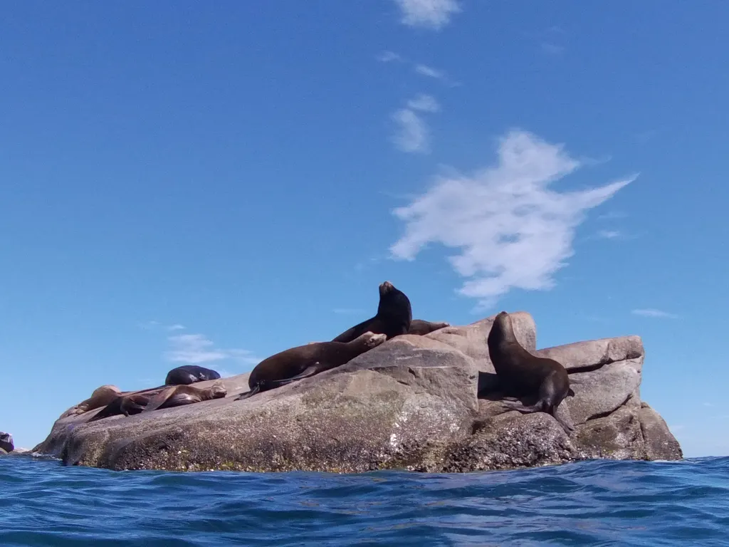 Lobo marino de California, foto 6 (Cabo Pulmo, BCS)