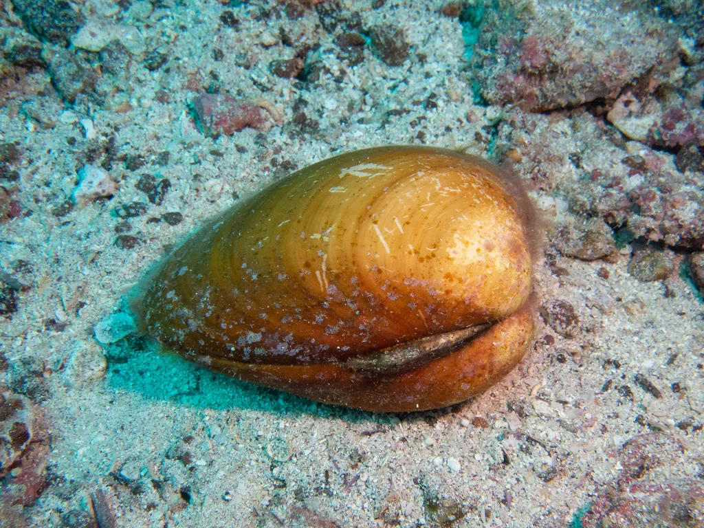 Chocolate clam, photo 1 (Bahía de Loreto, Loreto)