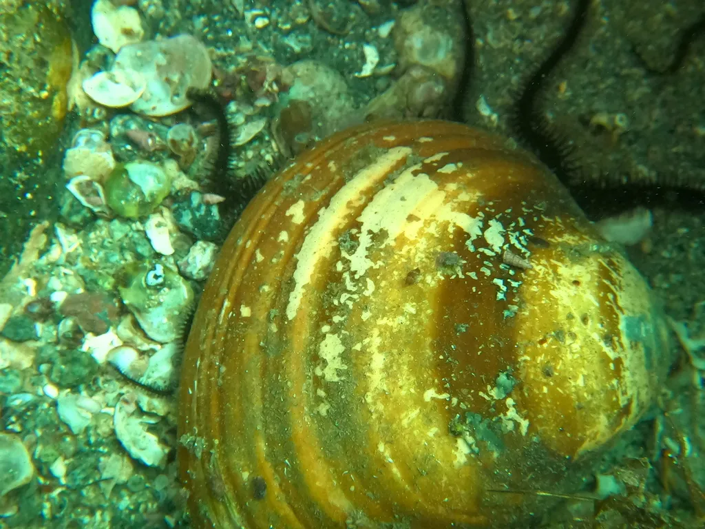 Chocolate clam, photo 2 (La Audiencia)