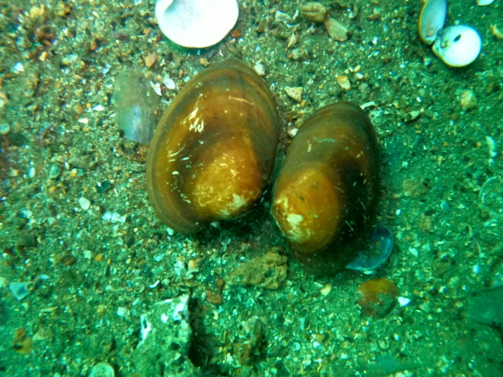 Chocolate clam, photo 3 (Manzanillo, MX-CL)