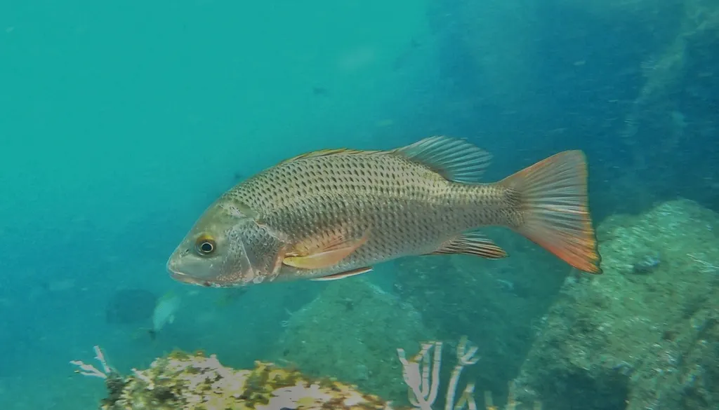 Colorado snapper, photo 1 (México)