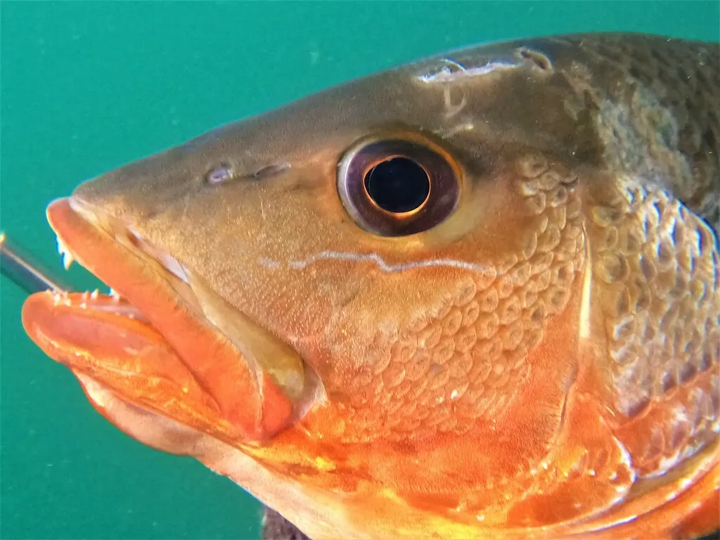 Colorado snapper, photo 2 (San Luciano Wreck)
