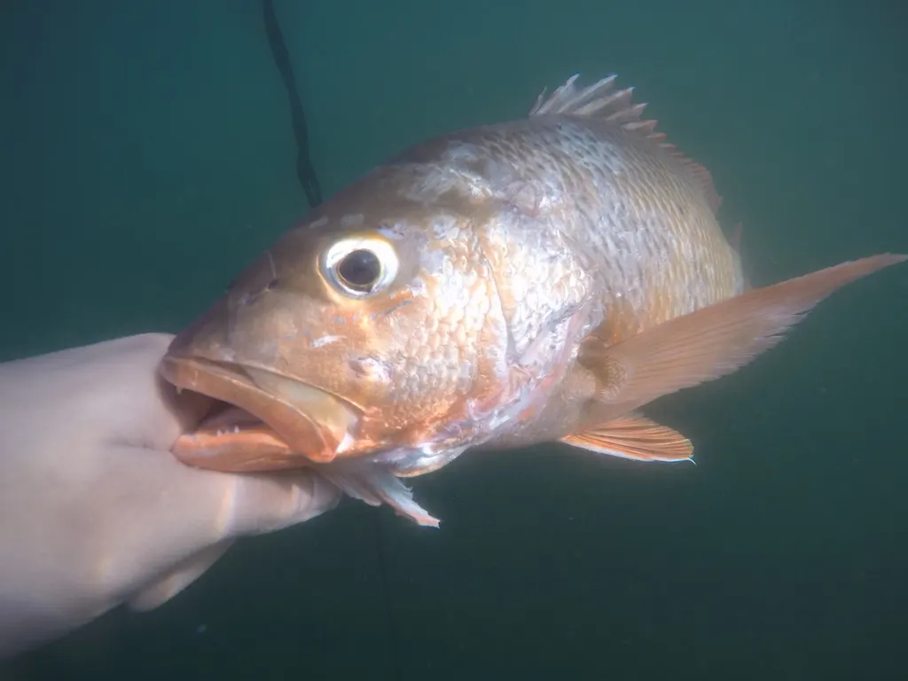 Colorado snapper, photo 3 (Las brisas)