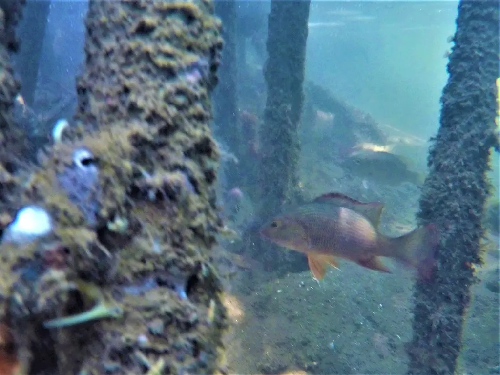 Colorado snapper, photo 4 (Manzanillo, Col.)