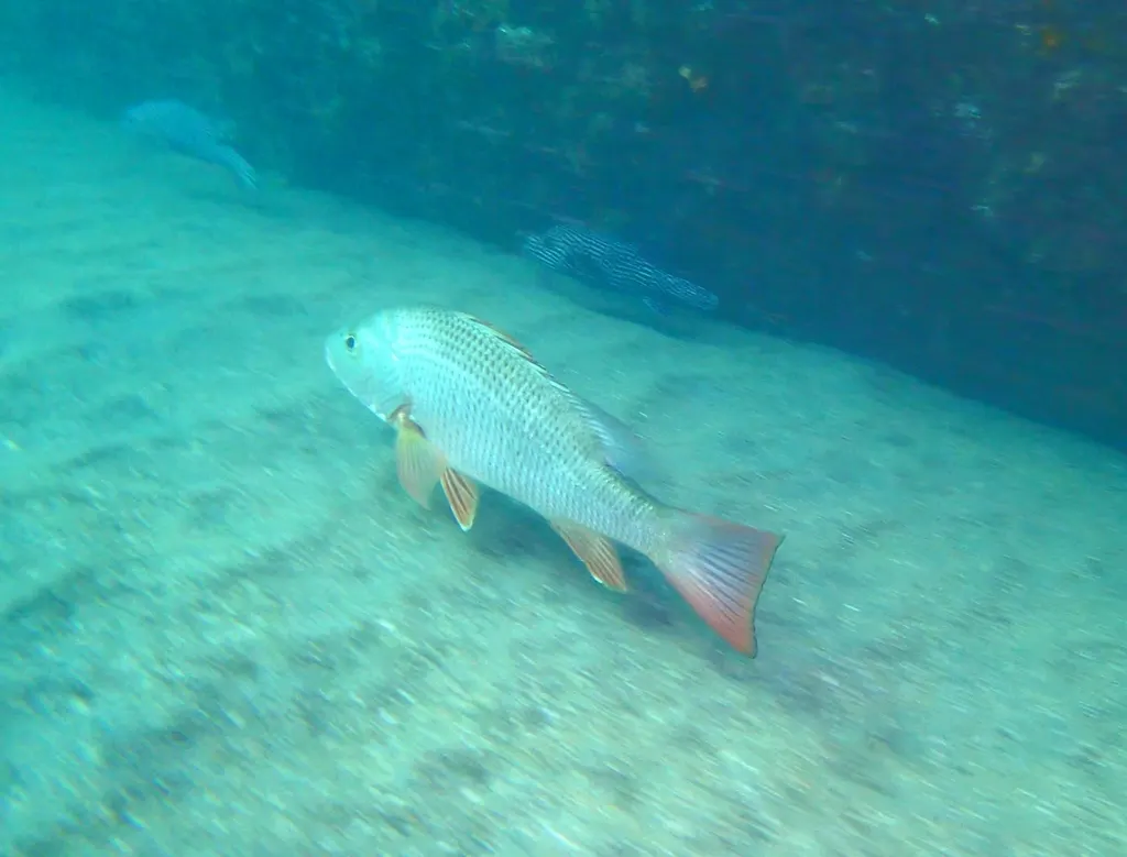 Colorado snapper, photo 5 (4J43+QG, Manzanillo)