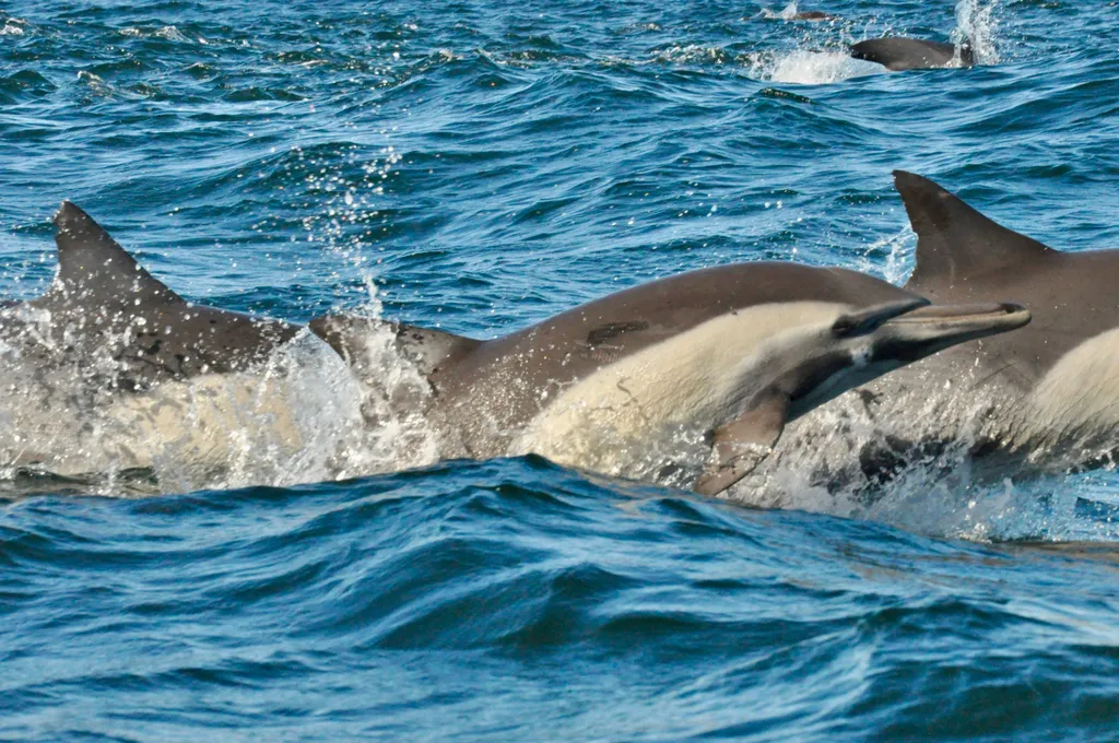 Common dolphin, photo 1 (MX)