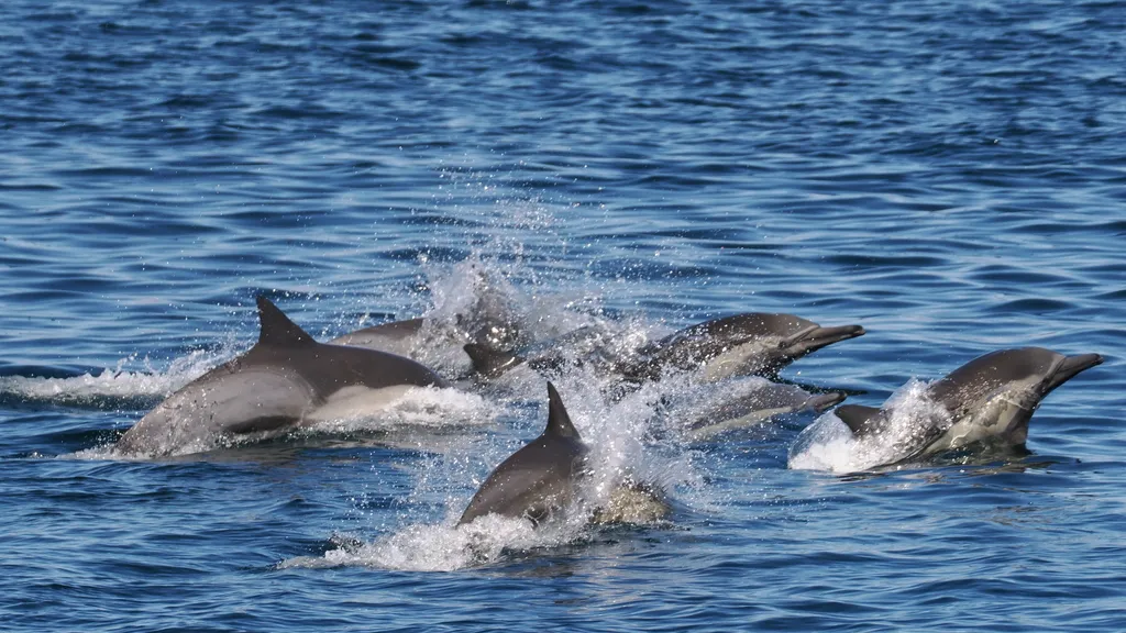 Common dolphin, photo 2 (Ensenada, MX-BN)