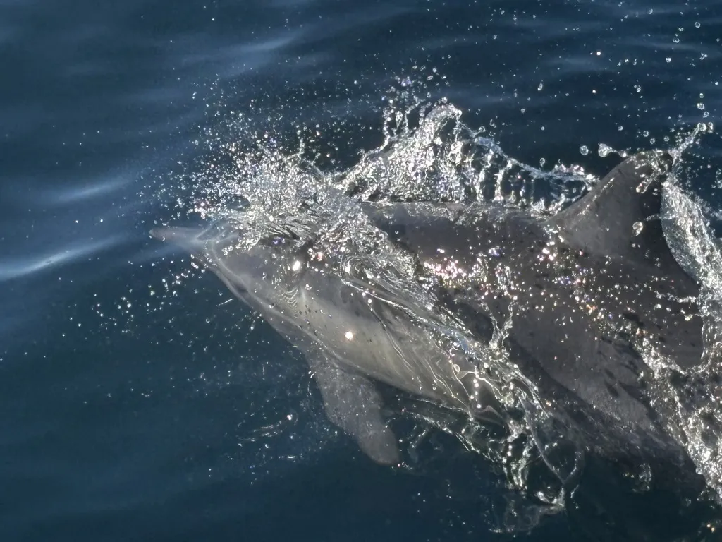 Common dolphin, photo 3 (Bahía de Loreto, Loreto)