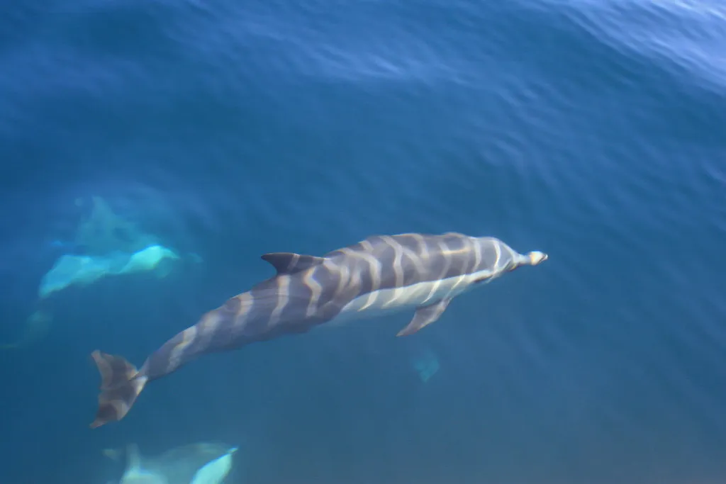 Common dolphin, photo 4 (San José del Cabo, BCS)