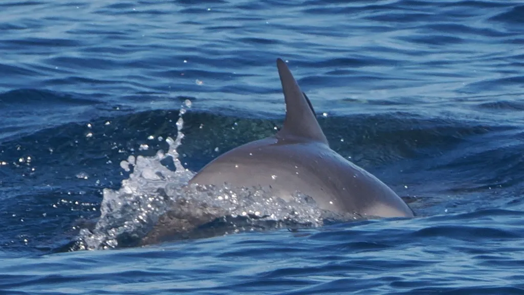Common dolphin, photo 5 (Los Cabos, MX-BS)
