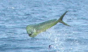 Dorado, foto 1 (Isla San Pedro Nolasco, Sonora)