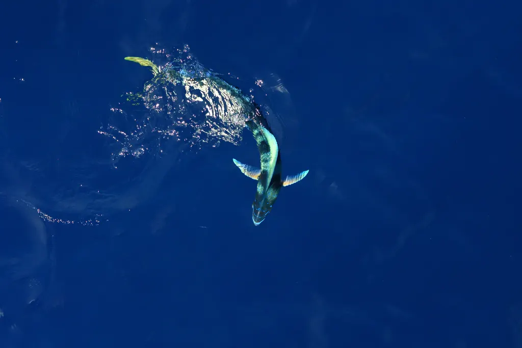 Dorado, foto 3 (Cocos (Keeling) Islands)