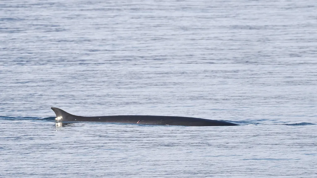 Fin whale, photo 1 (Bahía de Loreto, Loreto)
