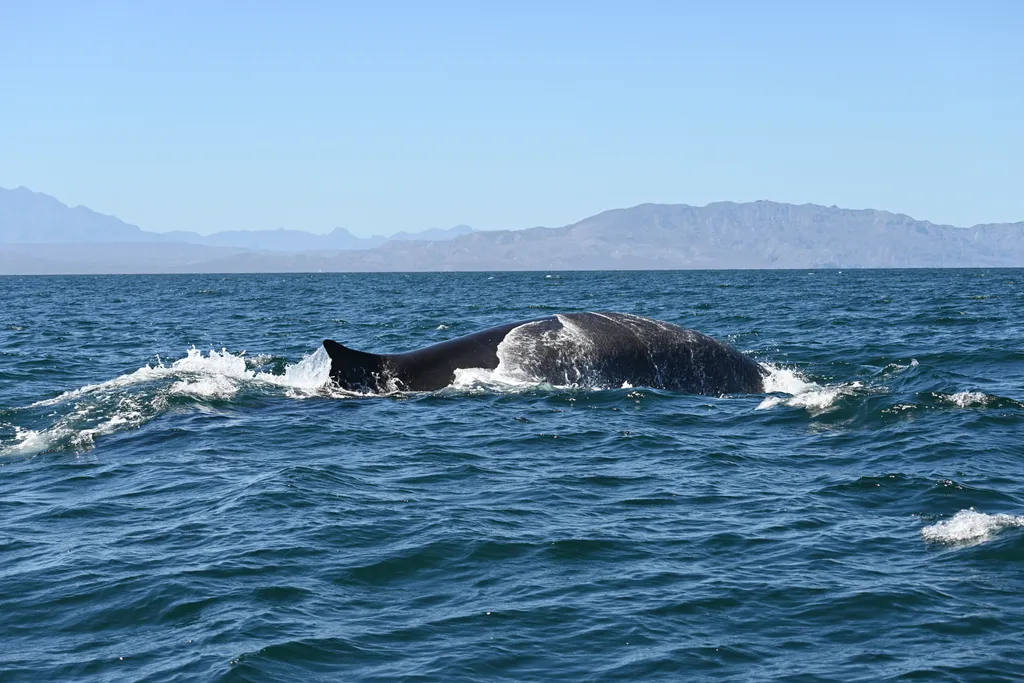 Fin whale, photo 2 (MX)