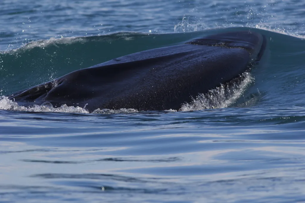 Fin whale, photo 3 (Puerto Peñasco, MX-SO)
