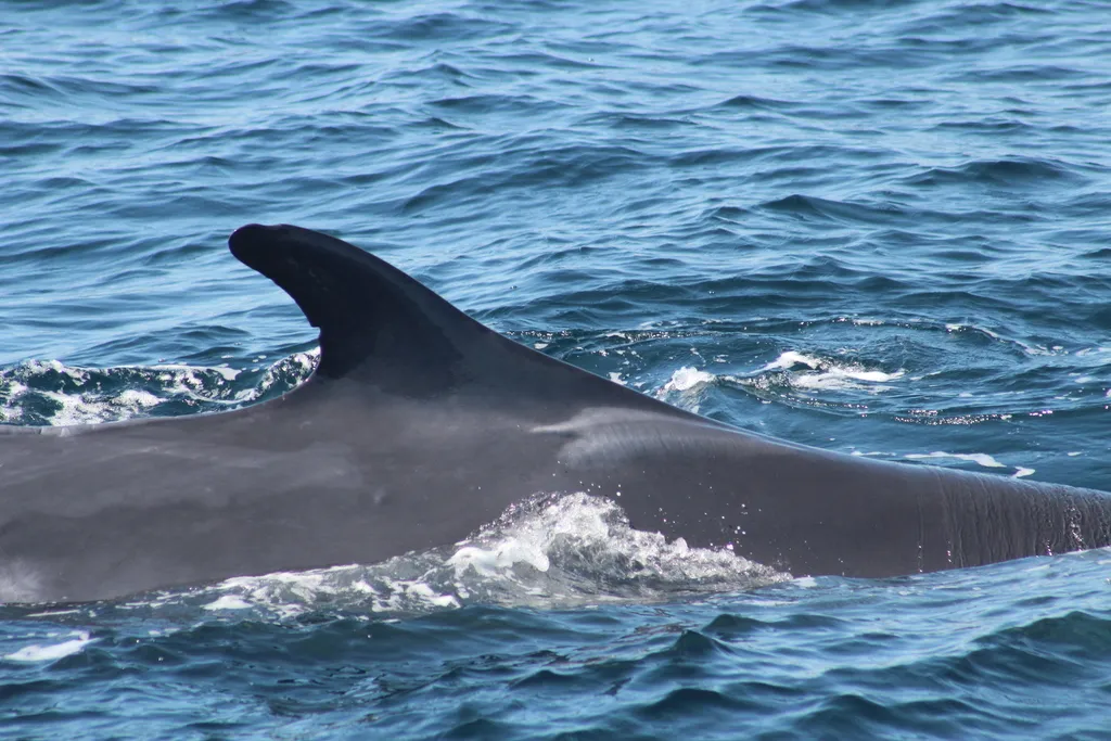 Fin whale, photo 4 (United States)