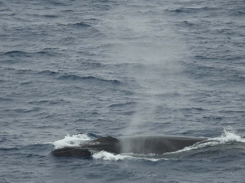Fin whale, photo 5