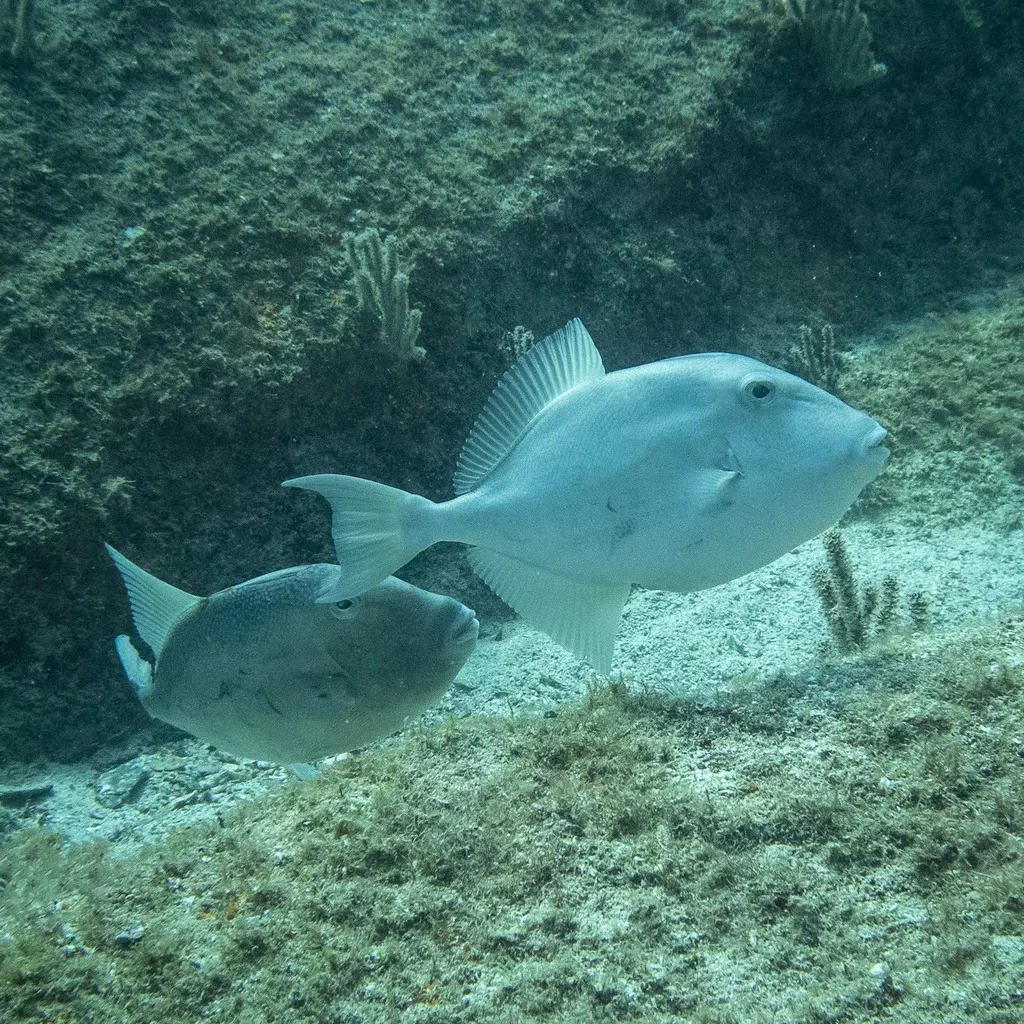 Cochito, foto 3 (Bahía de Loreto, Loreto)