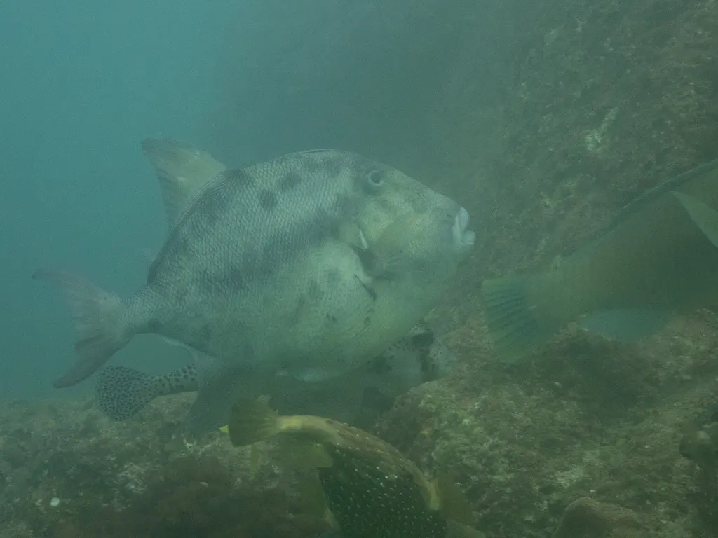 Cochito, foto 6 (Los Cabos, MX-BS)