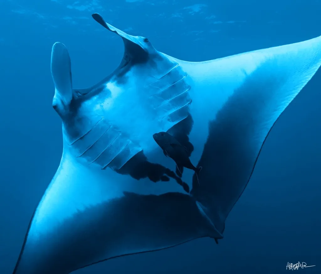Manta gigante, foto 1 (Mexico)