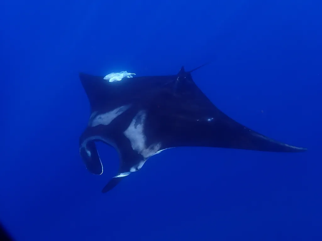 Manta gigante, foto 3 (Mexico)