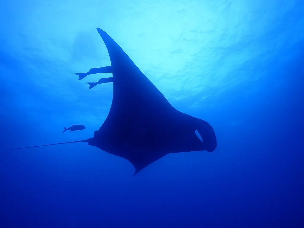 Manta gigante, foto 4 (Tecomán, MX-CL)