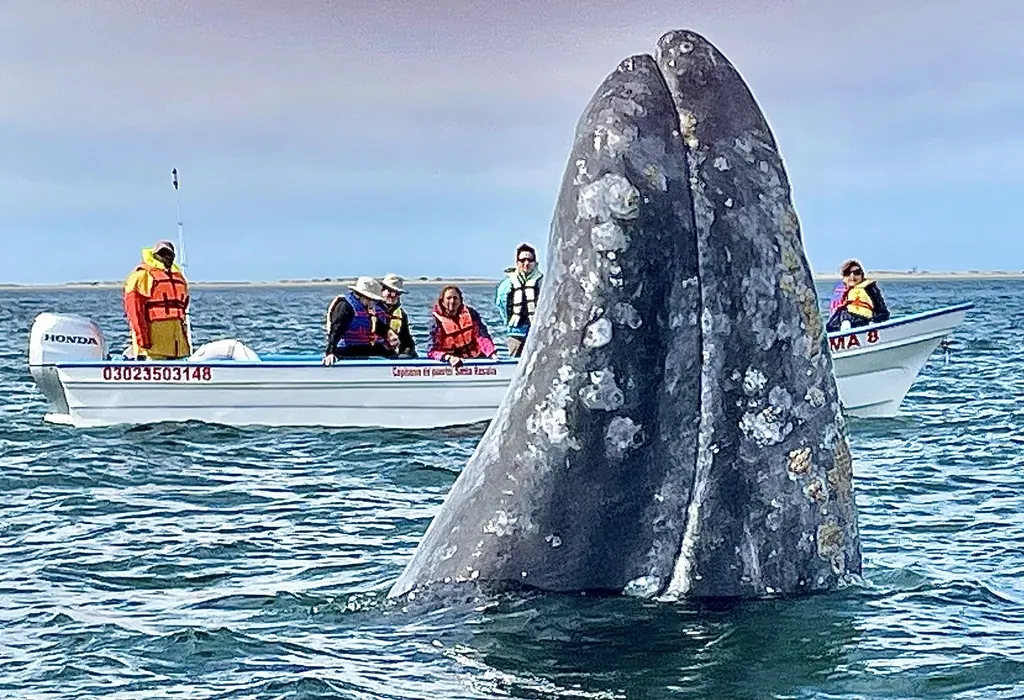 Gray whale, photo 1 (Boca del Surgidero, Mulegé)