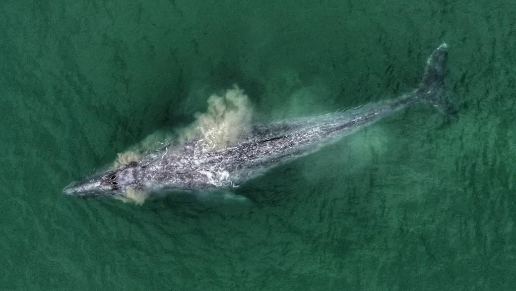 Gray whale, photo 2 (23940 Guerrero Negro, B.C.S.)
