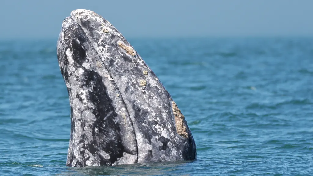 Gray whale, photo 3 (Mulegé Municipality, BCS)