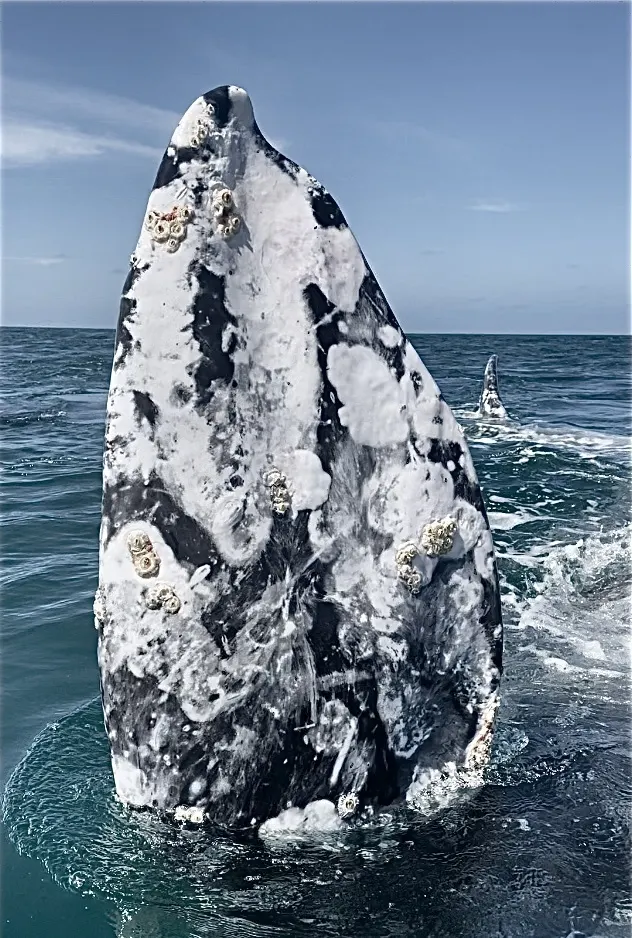 Gray whale, photo 4 (Bocana Ojo de Liebre, MX)