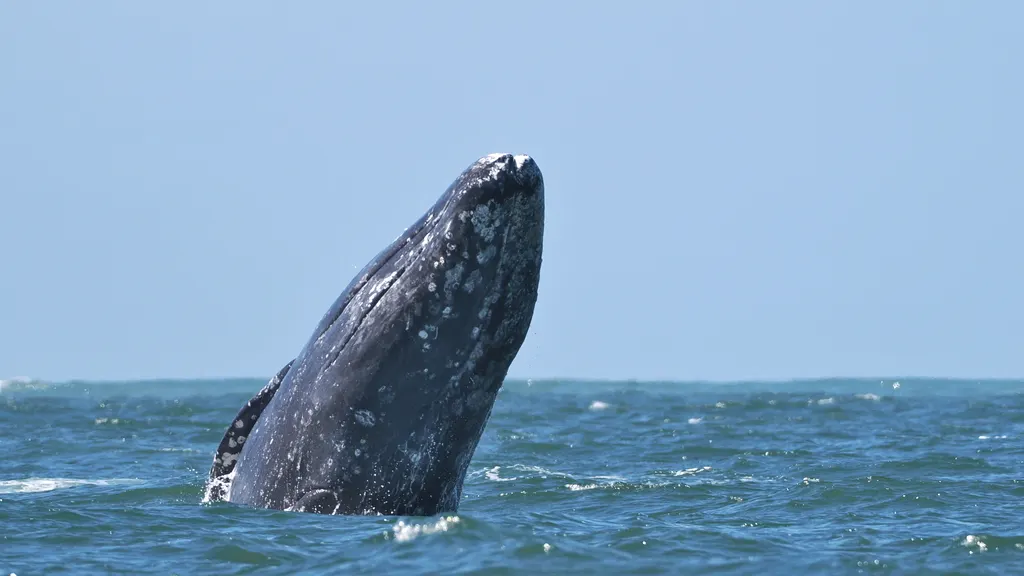 Gray whale, photo 5 (Comondú, MX-BS)