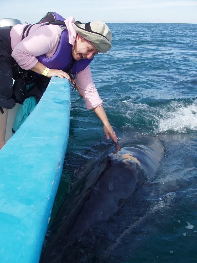 Gray whale, photo 6 (Pacific Ocean, MX)