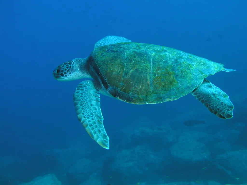 Green sea turtle (black turtle), photo 1 (La Paz, MX-BS)