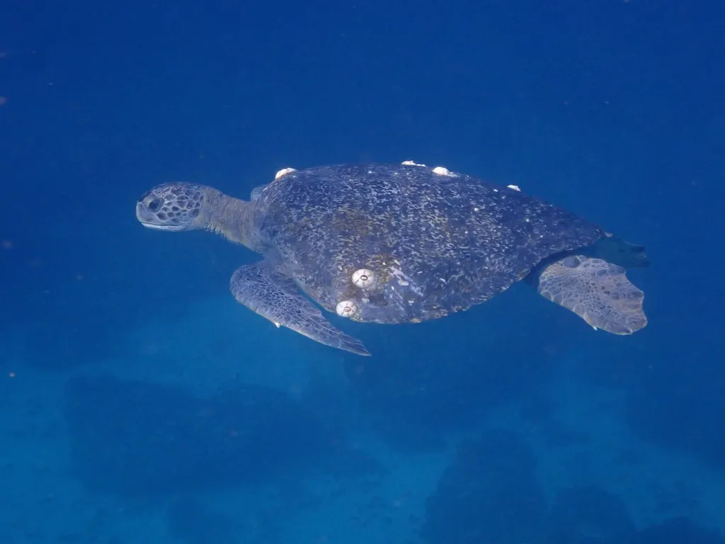 Green sea turtle (black turtle), photo 2 (Baja California Sur, MX)