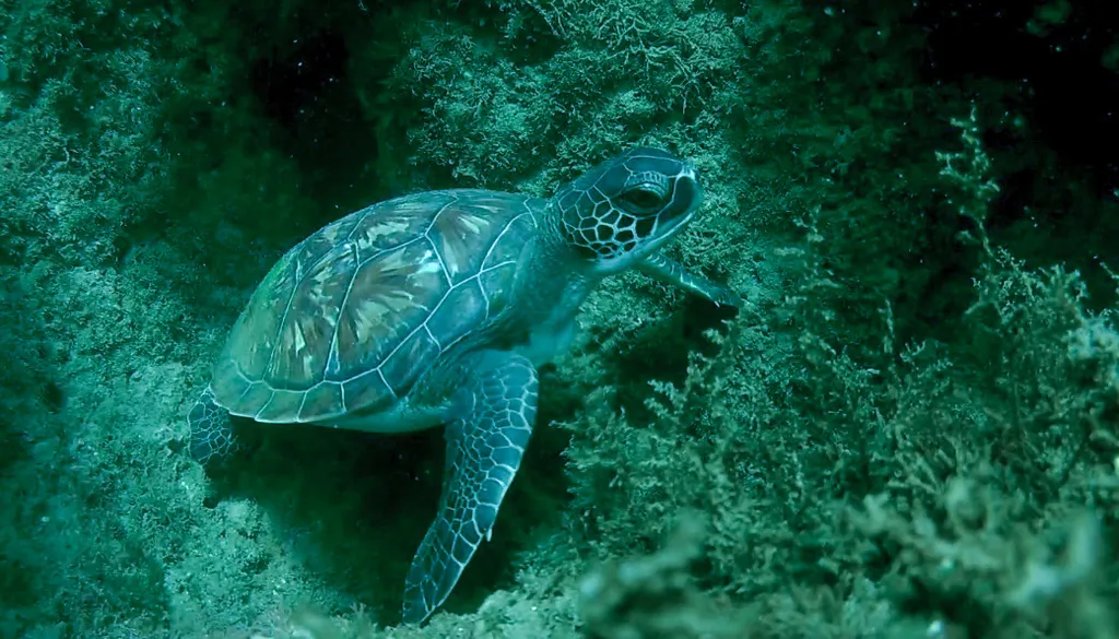 Green sea turtle (black turtle), photo 3 (Mexico)