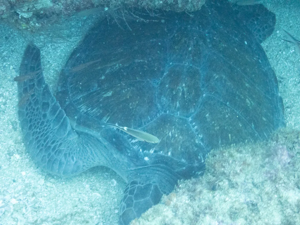 Green sea turtle (black turtle), photo 4 (Mexico)