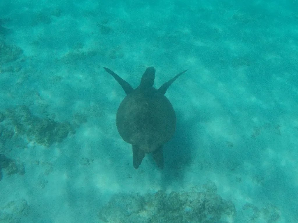 Green sea turtle (black turtle), photo 5 (Mexico)