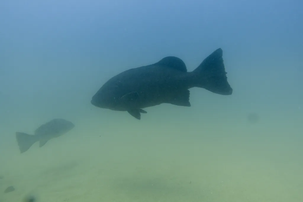 Gulf grouper, photo 2 (Mexico)