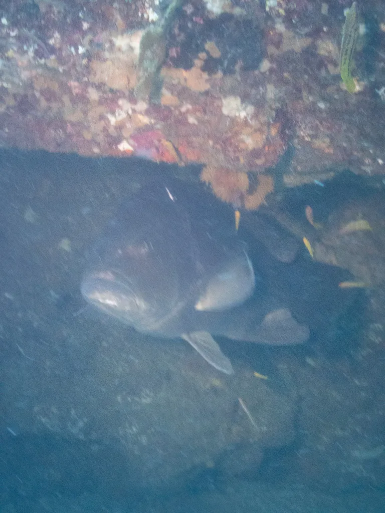 Gulf grouper, photo 3 (Mexico)