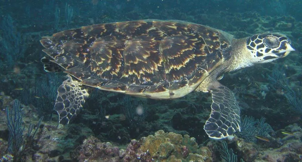 Tortuga carey, foto 1 (La Paz, MX-BS)