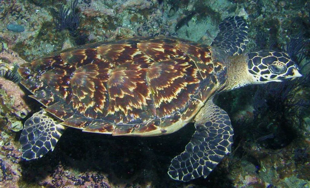 Tortuga carey, foto 2 (La Paz, MX-BS)