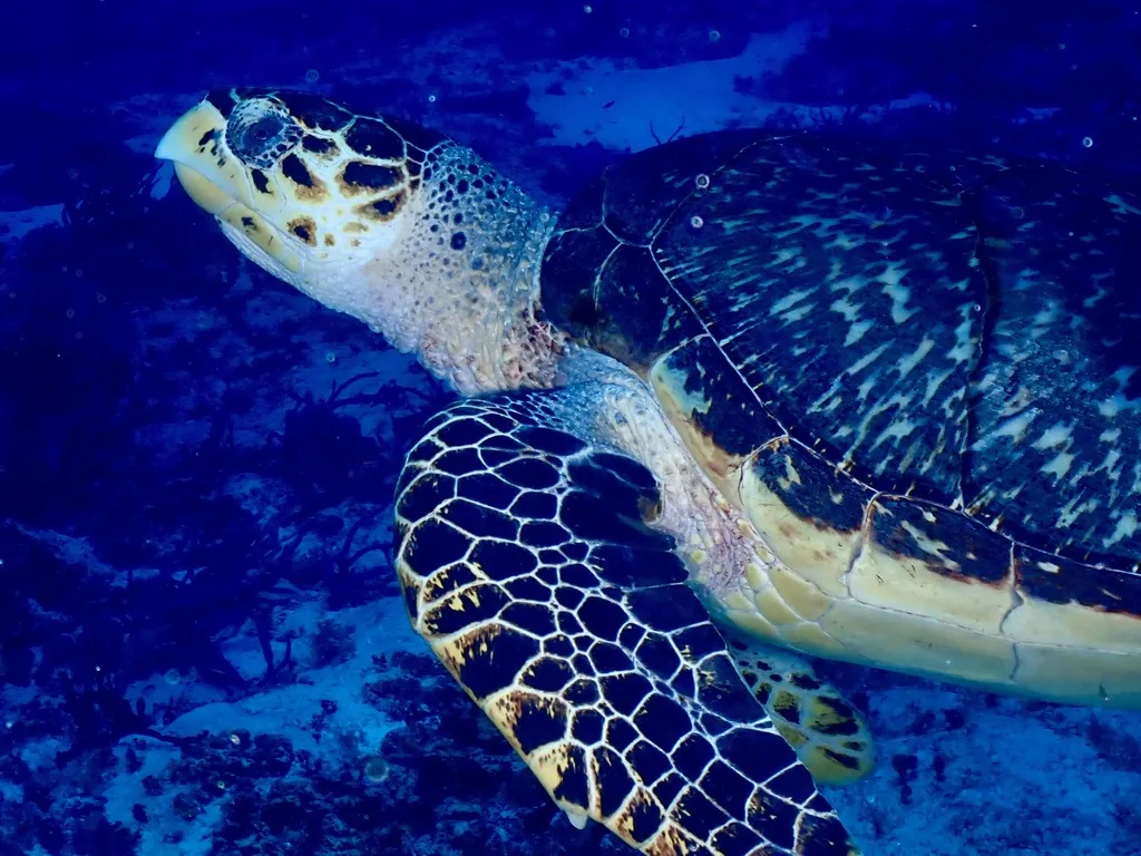 Tortuga carey, foto 3 (Quintana Roo, MX)