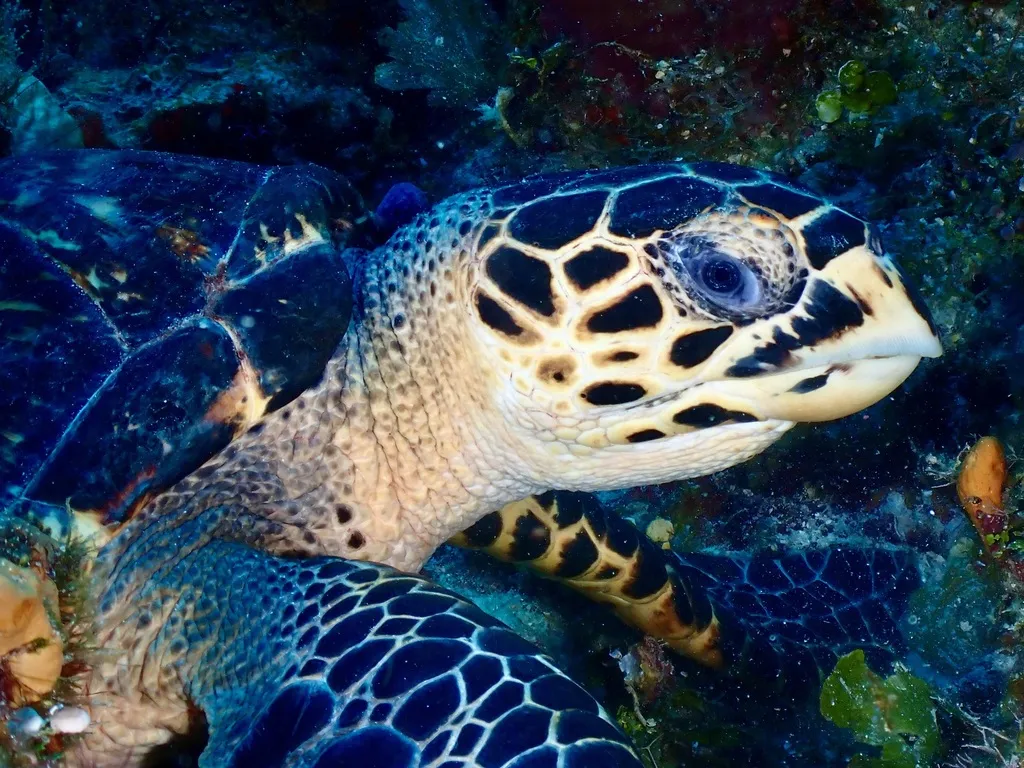 Tortuga carey, foto 4 (Quintana Roo, MX)
