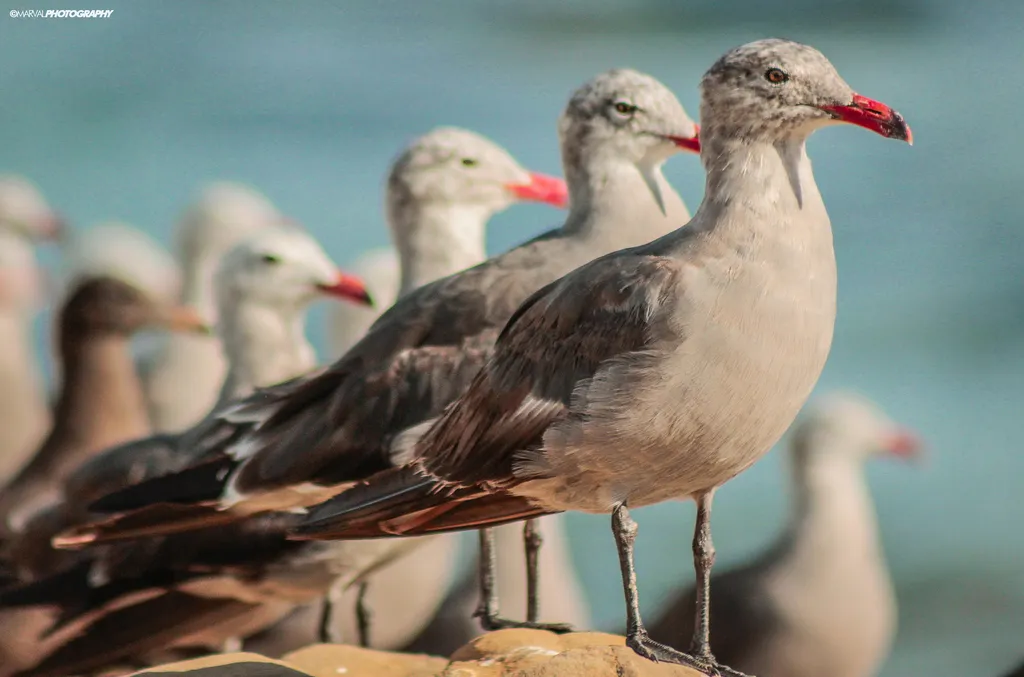 Heermann’s gull, photo 1 (Mulegé, B.C.S.)