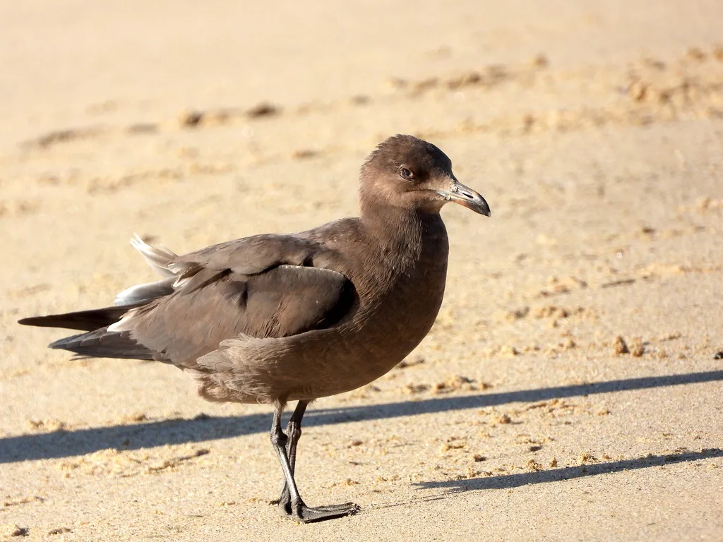 Heermann’s gull, photo 2 (Punta Lobos, BCS)