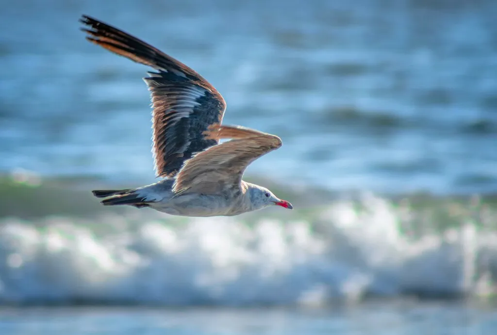 Heermann’s gull, photo 3 (Mulegé, B.C.S.)