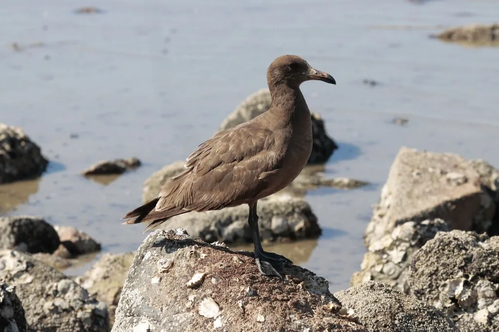 Heermann’s gull, photo 4 (Esterito, 23020 La Paz)
