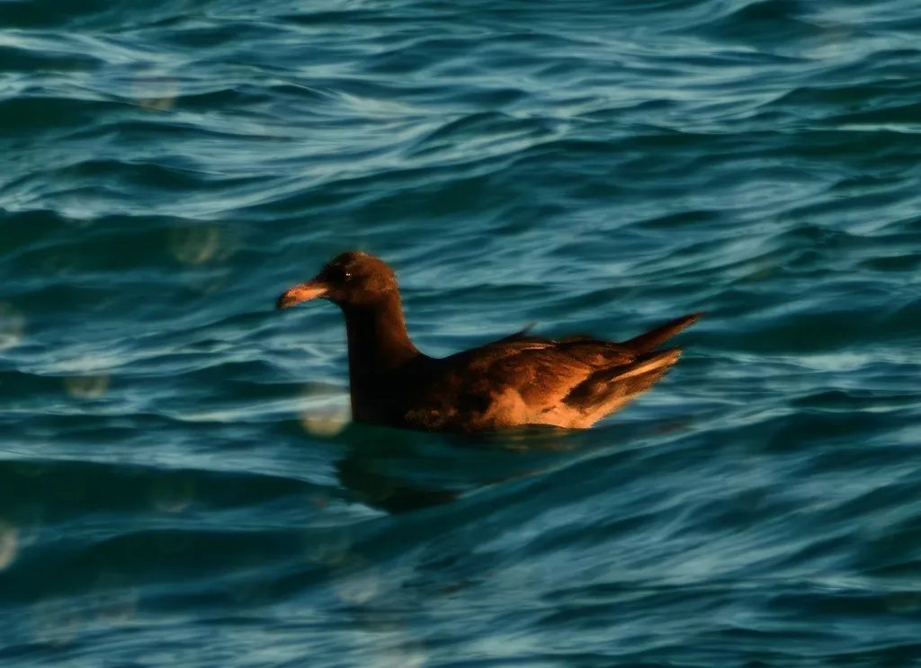 Heermann’s gull, photo 5 (23574 Cabo Pulmo, BCS)