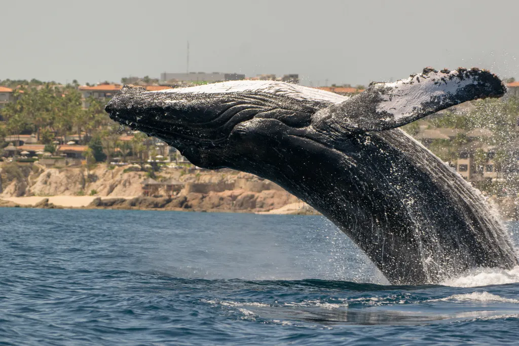 Humpback whale, photo 1 (Los Cabos, MX-BS)